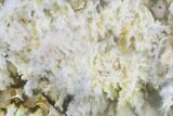 6" Polished Nydegger Plume Agate Slab - Oregon - #141300-1